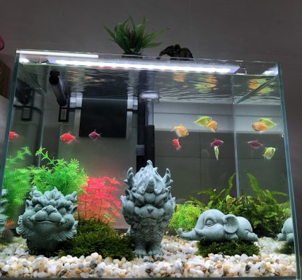mini tiểu cảnh + bể cá