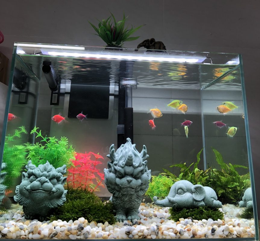 mini tiểu cảnh + bể cá